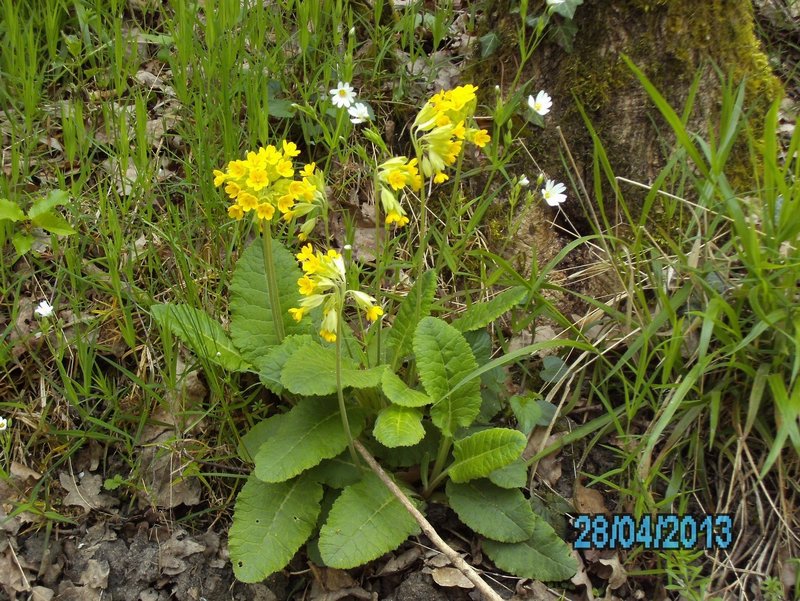 Primevère officinal   coucou